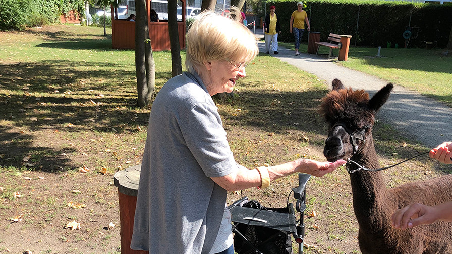 Alpaka mit einer Seniorin in Park der Seniorenresidenz