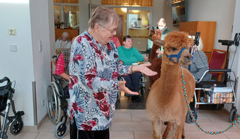 In der ProCurand Seniorenresidenz Am Görnsee trifft eine Bewohnerin zum ersten Mal auf Alpakas.