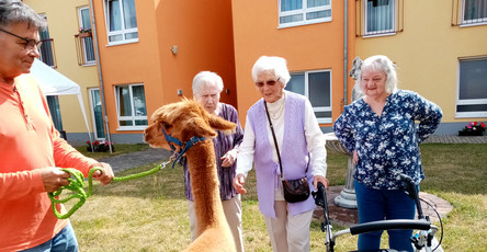 Alpakas zu Besuch beim Sommerfest in der ProCurand Seniorenresidenz Eberswalde