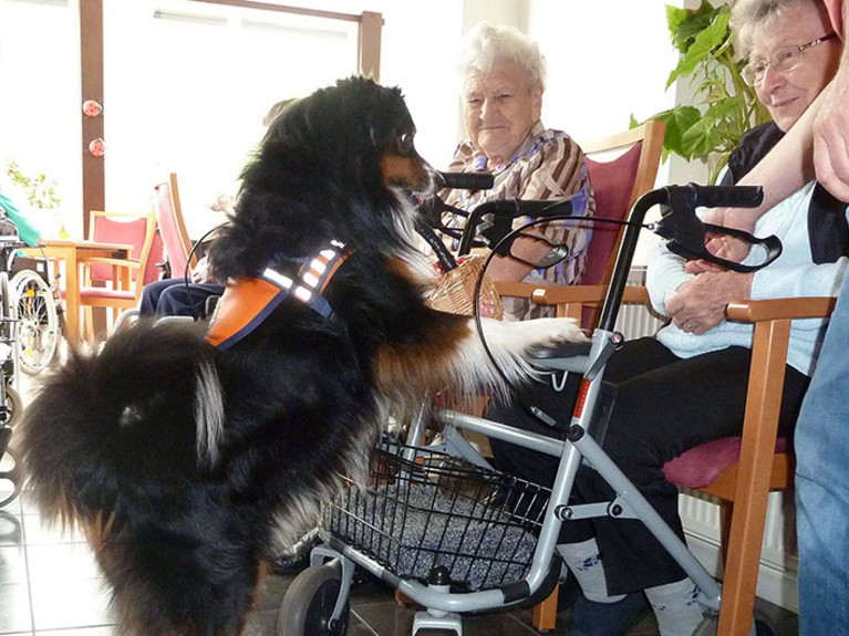 Moderne Pflege- und Therapieformen sind bei den Bewohnern beliebt. Vor allem der Therapiehund Caruso.