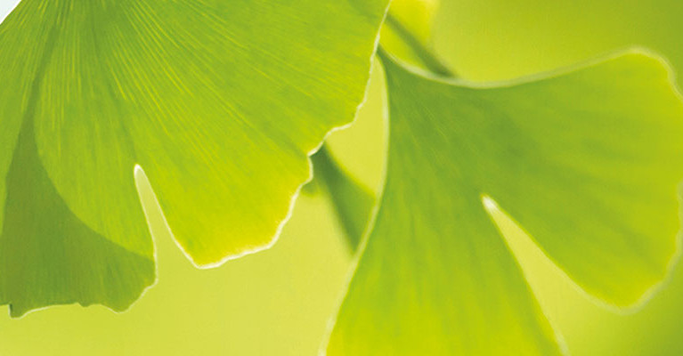 ProCurand - das Ginkgo-Blatt ist unser Markenzeichen