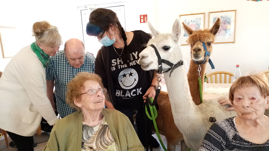Alpakas zu Besuch beim Sommerfest in der ProCurand Seniorenresidenz Eberswalde