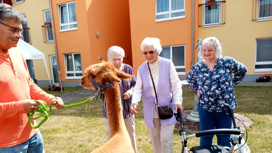 Alpakas zu Besuch beim Sommerfest in der ProCurand Seniorenresidenz Eberswalde