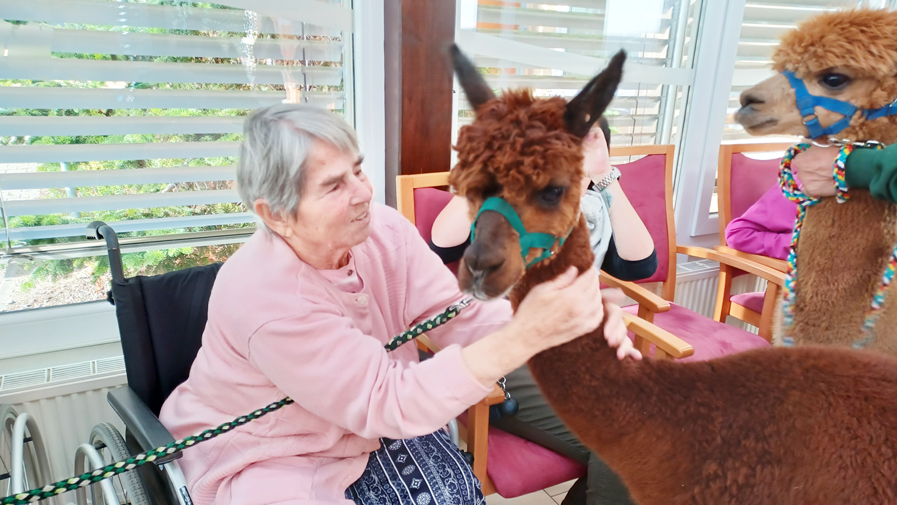 Das Alpaka wird von einer Seniorin aus der ProCurand Seniorenresidenz Am Görnsee gestreichelt