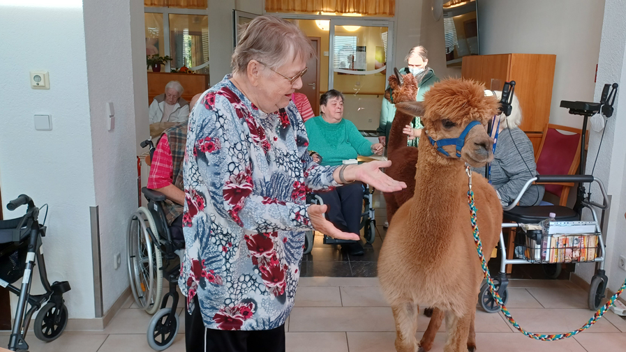 In der ProCurand Seniorenresidenz Am Görnsee trifft eine Bewohnerin zum ersten Mal auf Alpakas.