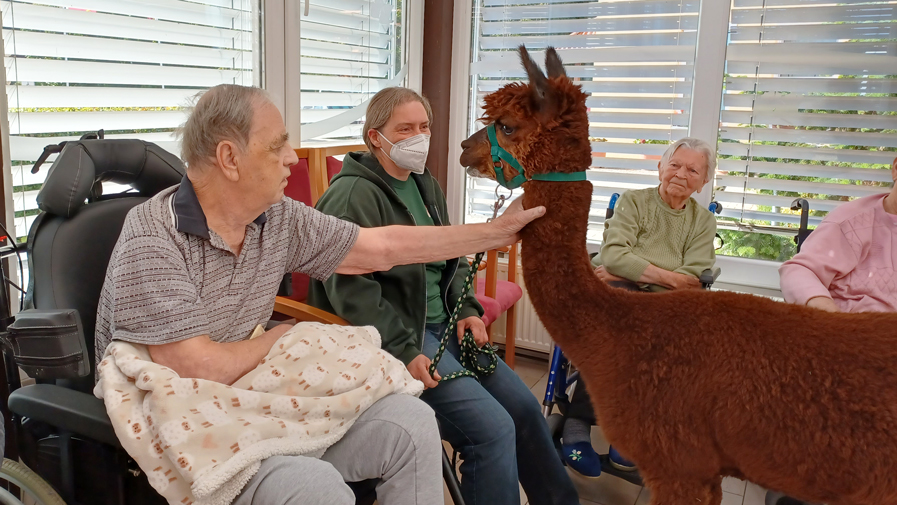 Die ProCurand Seniorenresidenz Am Görnsee hat Alpakas zu Besuch bekommen