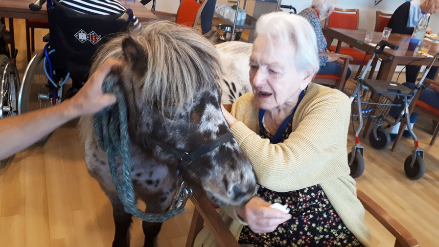 Das Therapiepony wird von einer Bewohnerin der Seniorenresidenz Havelpalais gestreichelt.