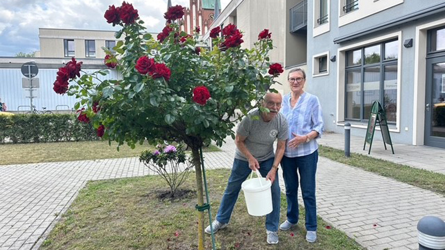 Sponsorship of a rhododendron bush
