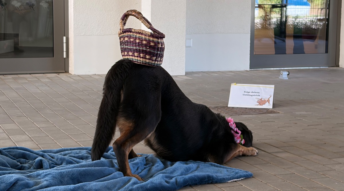 Therapy dogs in the Eberswalde day care centre