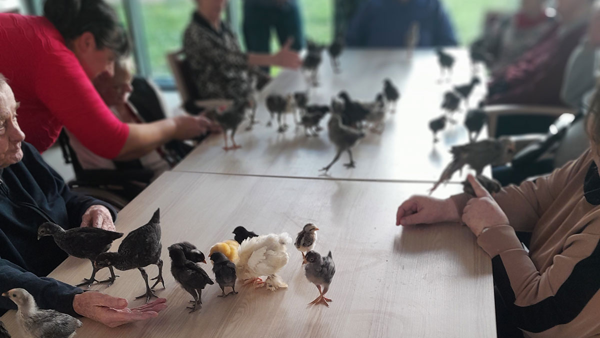 Elderly people with Oser chicks in the day care centre Halle