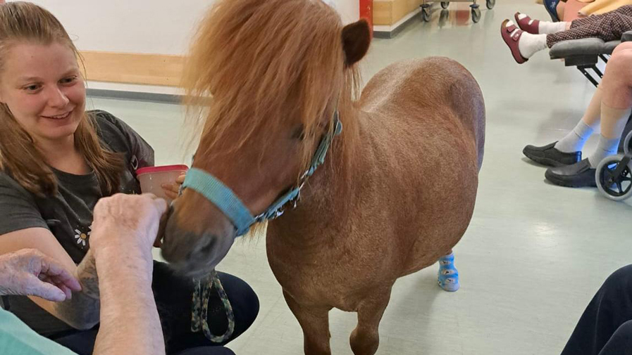 Therapy pony at ProCurand Lam