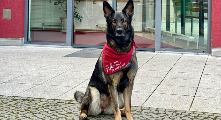 Team reinforcement in Potsdam