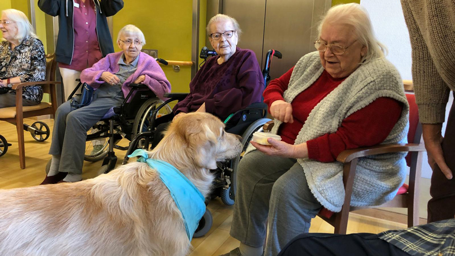 Visiting dog Quinn at the Havelpalais