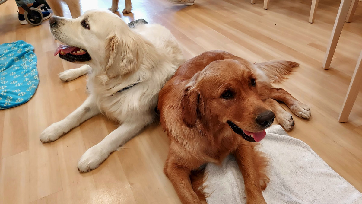 Dog visit at the Havelpalais