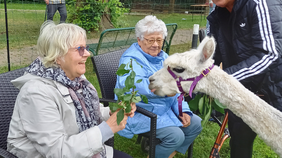 Alpacas visit Drosselweg in Strausberg